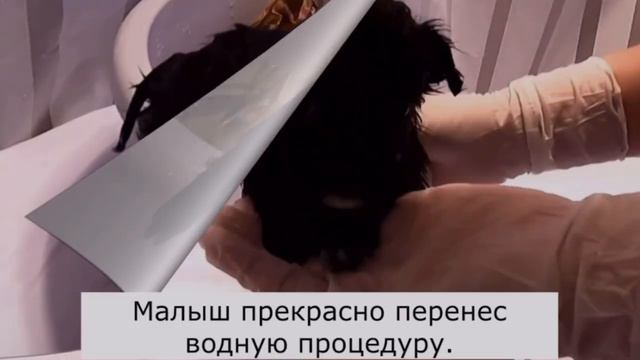 Возвращаясь домой, мужчина наткнулся на маленького щенка, он и не представлял чем это обернётся смотреть онлайн