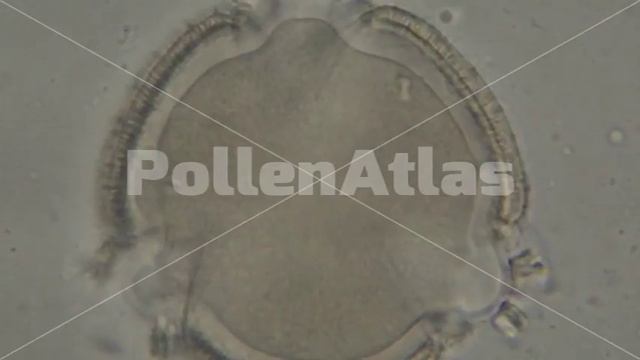 Centranthus Ruber Polar View смотреть онлайн