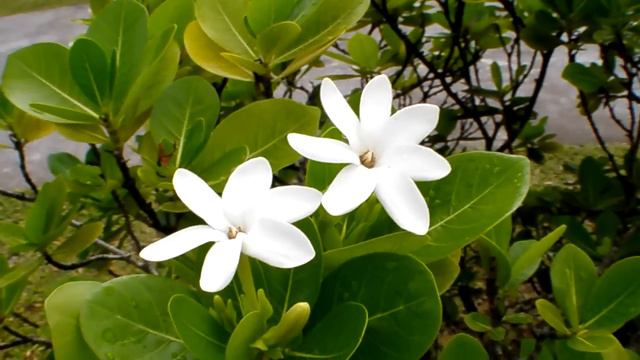 Tiare Tahiti in Rangiroa смотреть онлайн