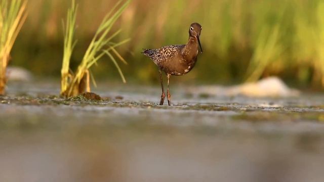 Щеголь - Tringa Erythropus