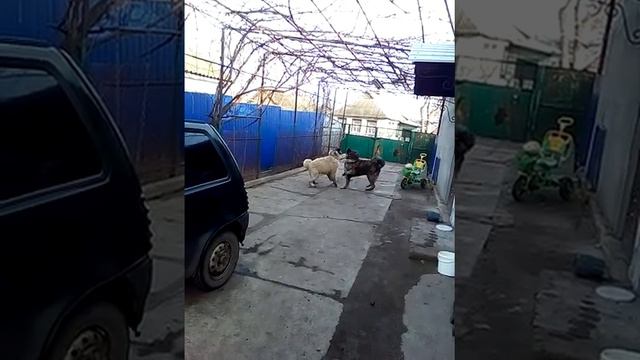 Кавказская овчарка смотреть онлайн