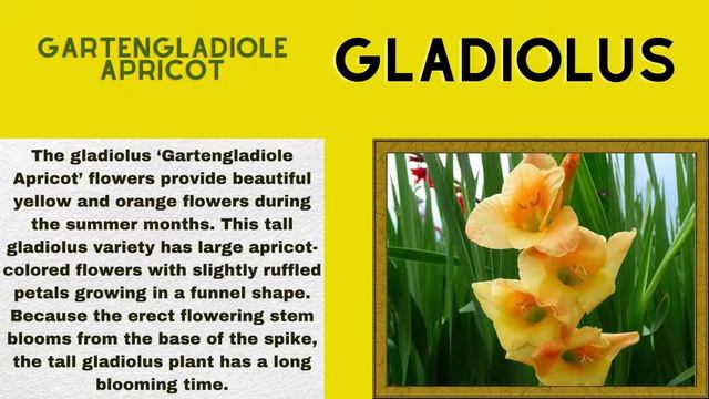 Gladiolus Varieties A to Z смотреть онлайн