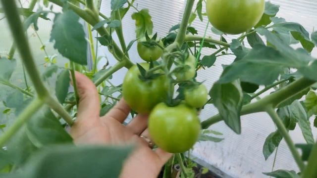 Что растет в моей теплице 20 июня 2021 смотреть онлайн