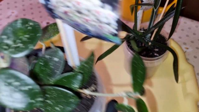 не ОРХИДЕИ | мои ХОЙИ | День Дошкольного Работника ❤💐 смотреть онлайн