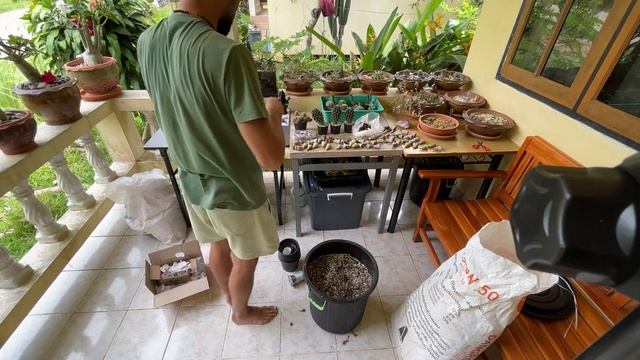 Посадка КАКТУСОВ и ЛИТОПСОВ и их оформление