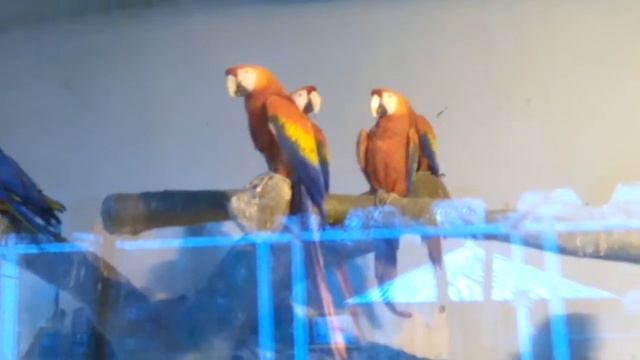 Попугай Ара. Сафари-парк Краснодар