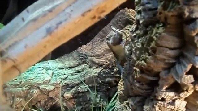 Varanus Tristis orientalis eats Dead Jumper Mice смотреть онлайн