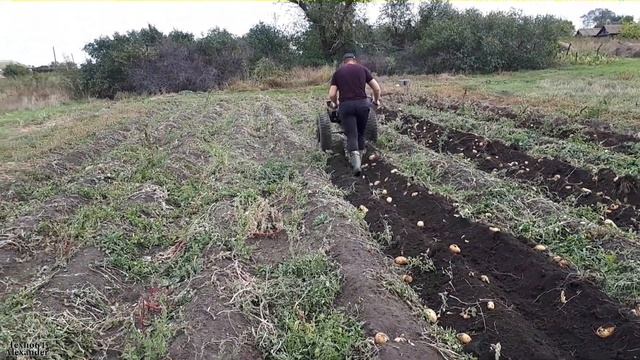 Веерная копалка своими руками.Лучший вариант из культиваторной лапы.Копаем картофель мотоблоком ЗИД смотреть онлайн