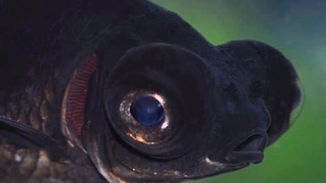 ТЕЛЕСКОП. СОДЕРЖАНИЕ И РАЗВЕДЕНИЕ В АКВАРИУМЕ смотреть онлайн