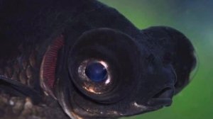 ТЕЛЕСКОП. СОДЕРЖАНИЕ И РАЗВЕДЕНИЕ В АКВАРИУМЕ