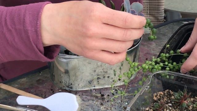 Create a Quick and Easy Succulent Container смотреть онлайн