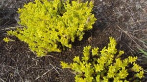 Очиток едкий Ауреум (Sedum acre Aureum)