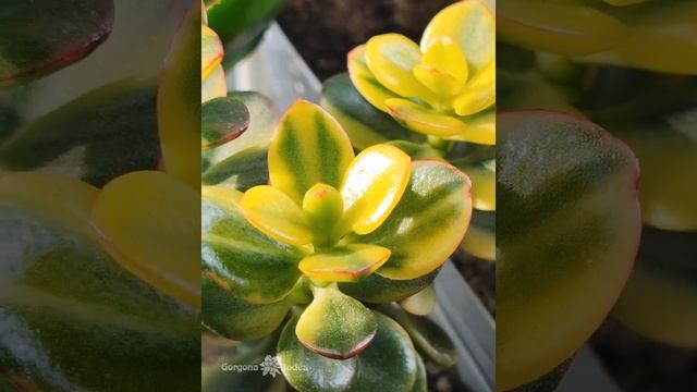 Солнечно. Crassula ovata Crosby's compact variegated. (перезалито в лучшем качестве). смотреть онлайн