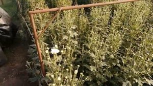 Хризантема Бакарди /Выращивание