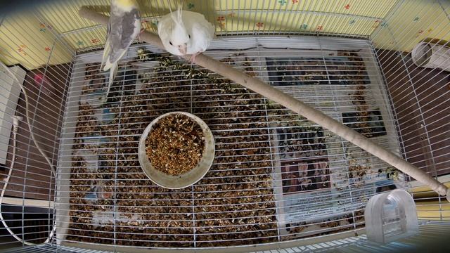 Попугаи Кореллы - первые деньки в нашем доме смотреть онлайн