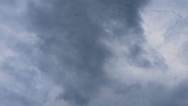 Гуси летят. смотреть онлайн