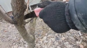 СПАСАЕМ АБРИКОС! ЧТО СДЕЛАТЬ ВЕСНОЙ? Часть-2