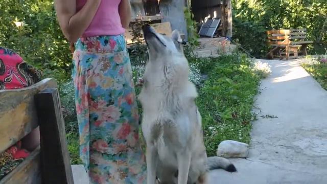 В гостях волк Одвин с хозяйкой кинологом смотреть онлайн