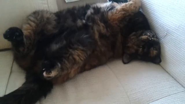 Вечерний кошкин сон!!! смотреть онлайн