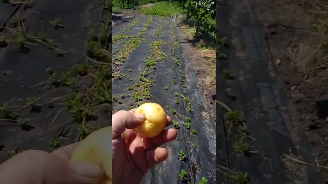 Хтось псує абрикоси, що за шкідник? / Someone spoils the apricots? смотреть онлайн