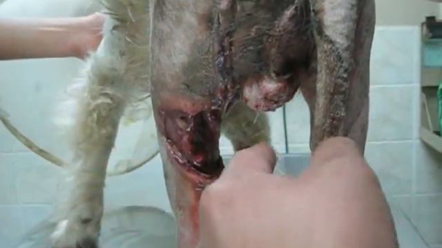 BONGO atropellado con fractura de pelvis Parte 3 (Revisión post-operatoria) смотреть онлайн