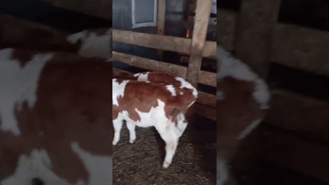 бычки 2 месячные смотреть онлайн