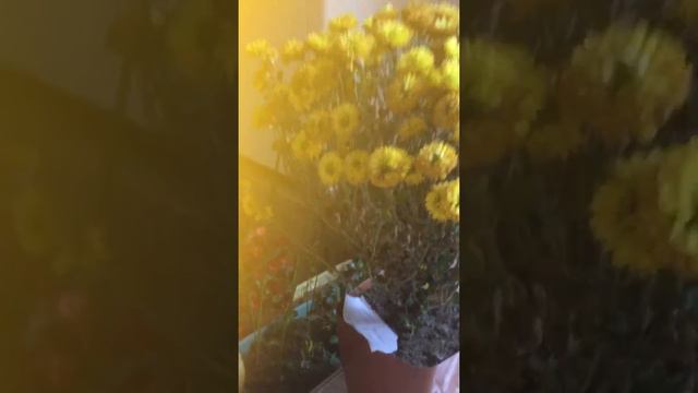 Хризантэмы Шаровидные смотреть онлайн