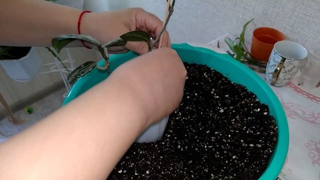 Мои комнатные растения // Пересадка комнатных растений смотреть онлайн