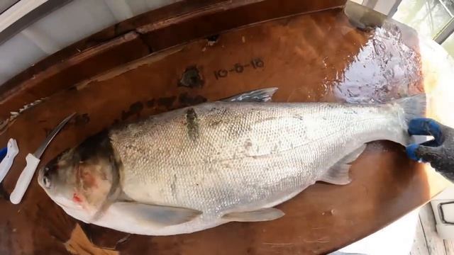 5 DAYS Fishing & Hunting in Bayou - Catch & Cook Frogs, Crabs, Gar, Carp Catfish, Duck & Nutria смотреть онлайн