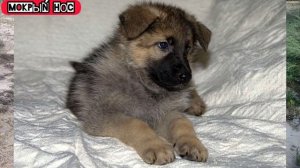 ВСЕ окрасы Немецкой овчарки и как цвет влияет на ЦЕНУ щенка овчарки? Мокрый нос