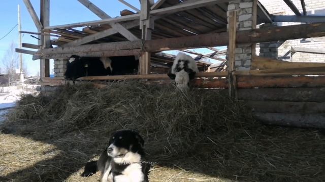 Кормление коров сеном. смотреть онлайн
