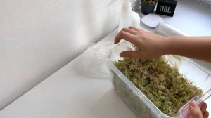 Живой мох сфагнум. Как сохранить?