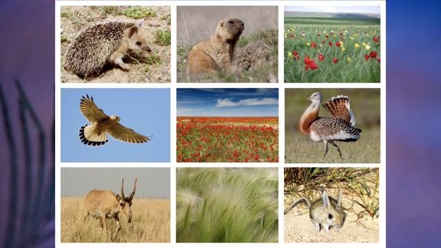 §47 "Степи и лесостепи", География 8 класс, Полярная звезда смотреть онлайн