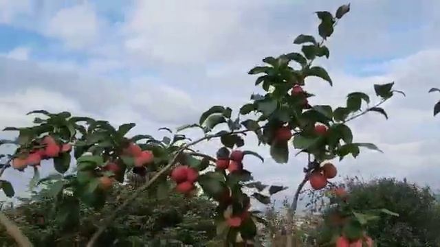 Яблоня полукультурная "Алтайское румяное" смотреть онлайн