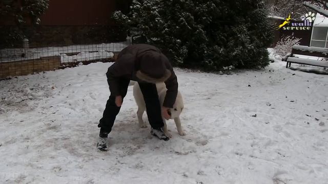 Восьмёрка на пятёрку, дрессировка и воспитание щенка САО смотреть онлайн
