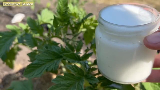 cucumbers, tomatoes immediately grow, do not get sick and bear fruit abundantly! Is a simple remedy смотреть онлайн