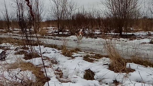Груша смотреть онлайн