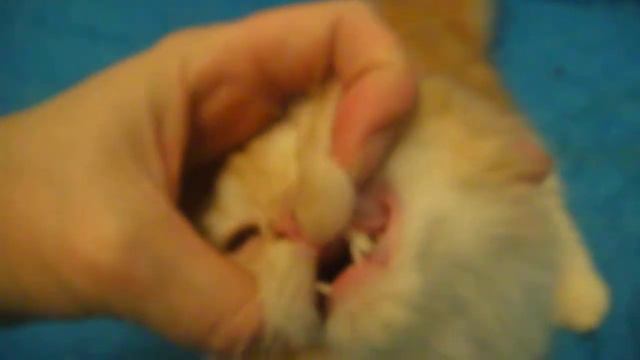 котенок манчкин килт смотреть онлайн