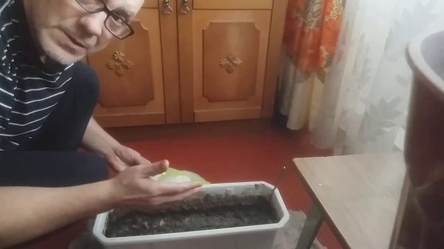 ПЛАТАН #3 РАЗБУХШИЕ СЕМЕНА ПРОСЕЯЛИ В КОНТЕЙНЕР В ПРОГРЕТЫЙ ГРУНТ ПРИ КОМНАТНОЙ ТЕМПИРАТУРЕ смотреть онлайн
