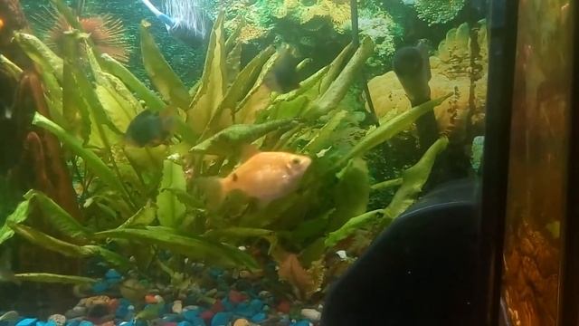 Рыбки "Тернеция" и "Петушок" в одном аквариуме. terneczeia fish lives amicably with fish Cockerel смотреть онлайн