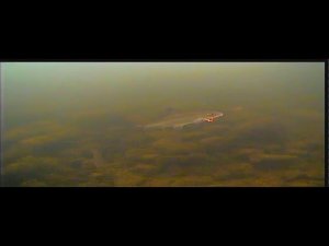 Как клюёт сиг. Подлёдная съёмка