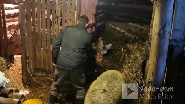 Ягнята, далматинцы. Разделения. #бараны#овцы#козы смотреть онлайн