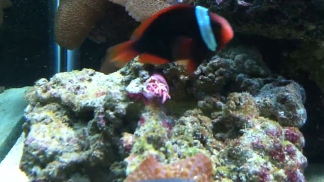 Tomato clown not amused with introvert Anemone смотреть онлайн