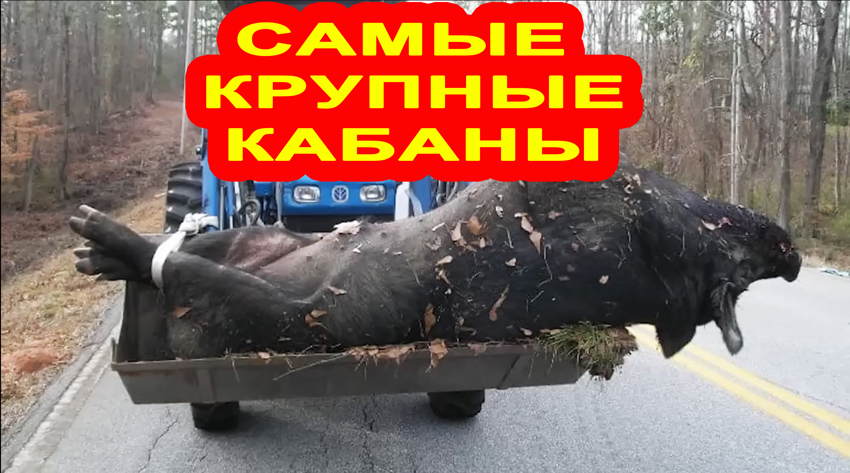 Это самый гигантский кабан, которого вы видели в своей жизни.