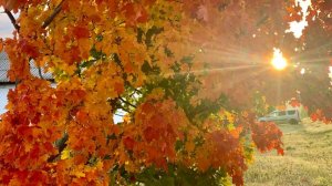 Кленовый лист