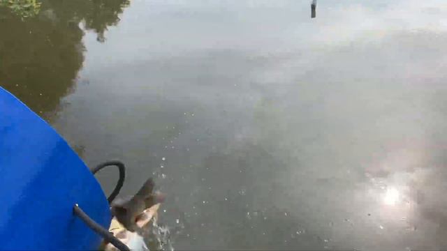 06.08 РК Фишка Данилово, Зарыбление карпом 200кг смотреть онлайн