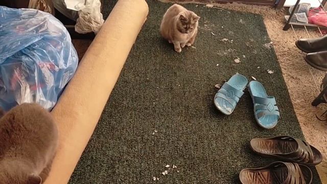 ?271РЕМОНТ ГОСТЕВОЙ КОМНАТЫ ПРОДОЛЖАЕТСЯ/МОРОЗНОЕ УТРО/ПЕКУ ХЛЕБ смотреть онлайн