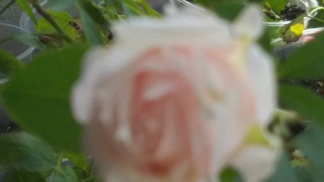 Растут розы из семян. Зреют семена роз. Любимые розы из семян. Необыкновенный закат над морем. смотреть онлайн