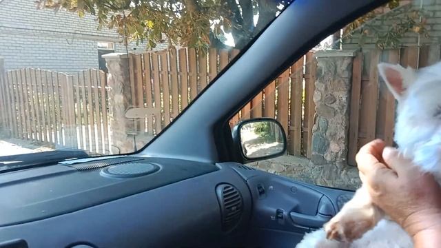 Модельная стрижка Вестика Ники .Едем в Беларуский городок Поставы.Рынок,магаз "Светофор",Городок. смотреть онлайн