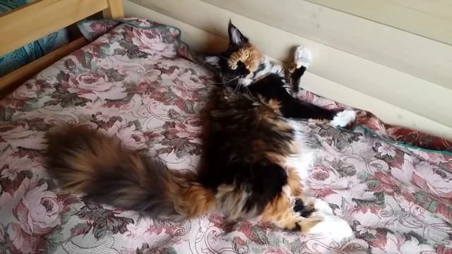 Чистота - залог здоровья:) смотреть онлайн